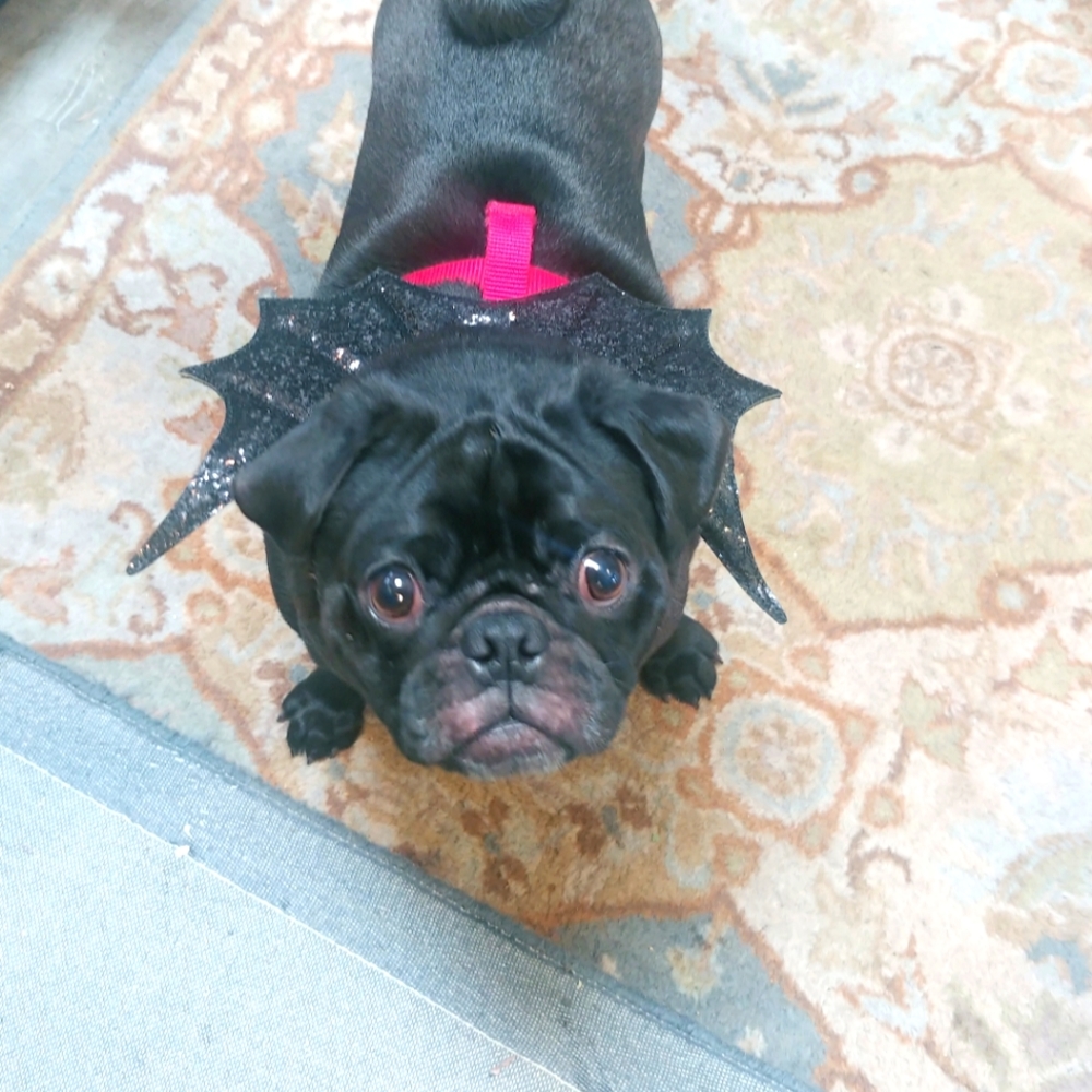 Meet your Posher, Dawn